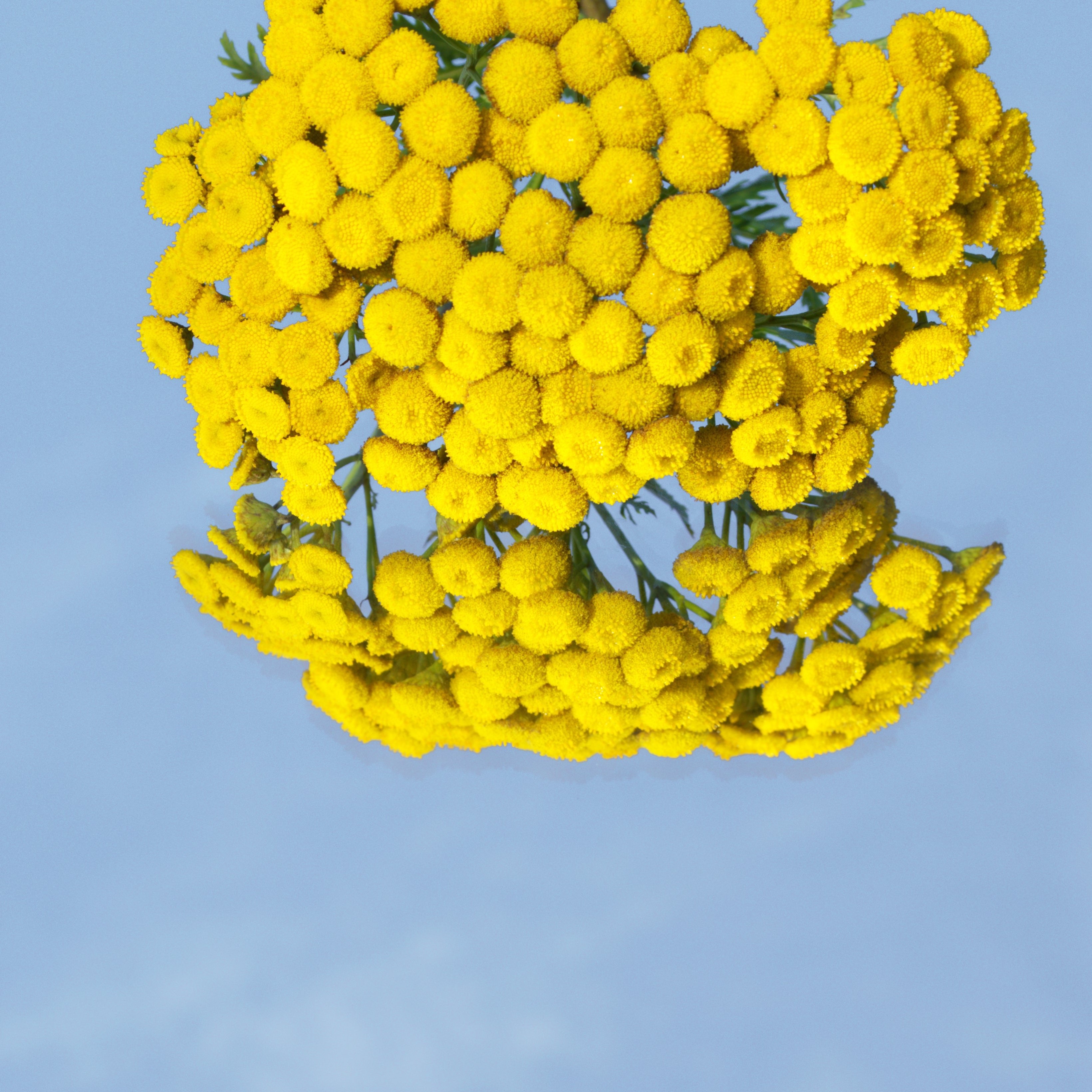 Yellow flowers among a blue sky