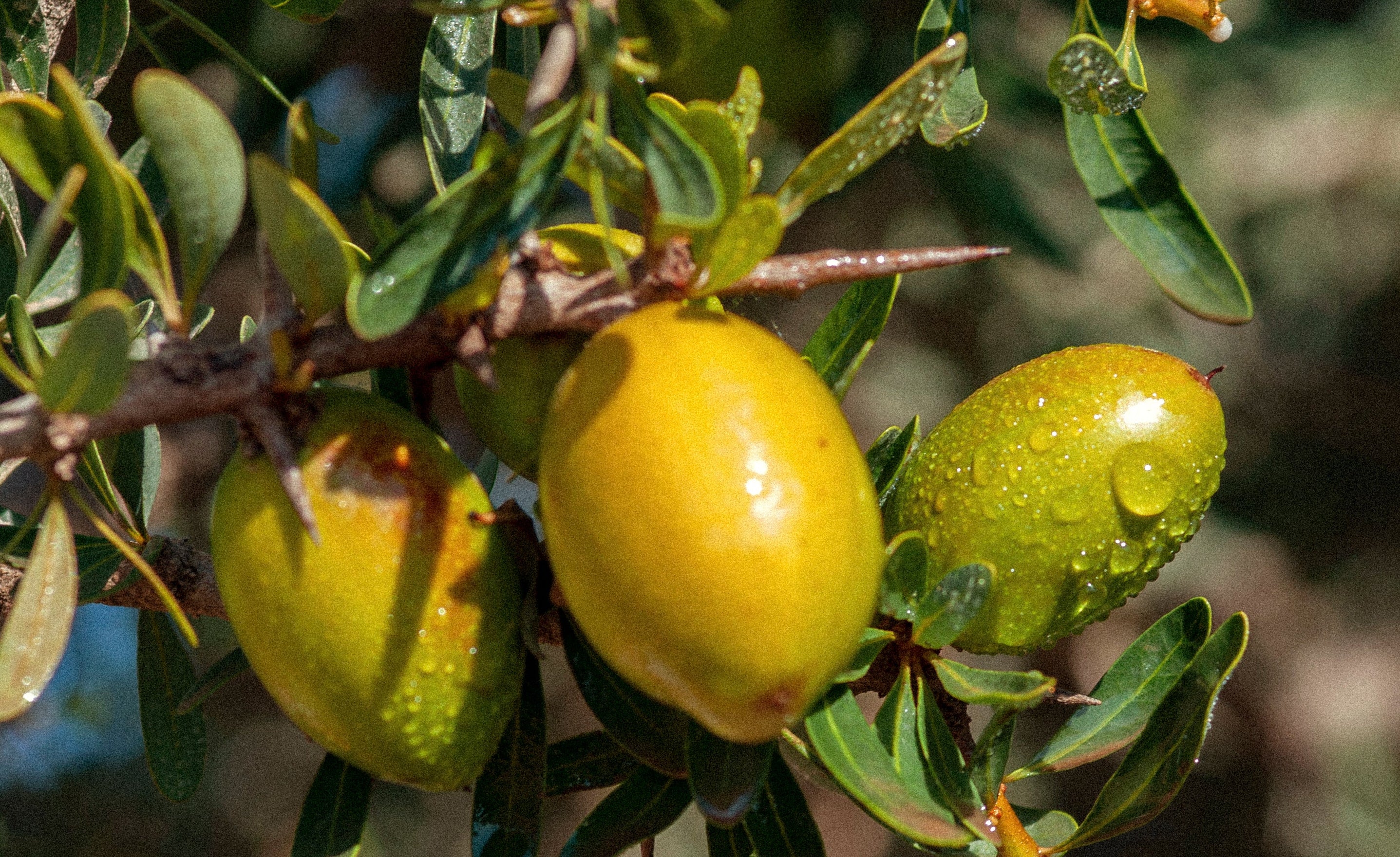 Argan Oil