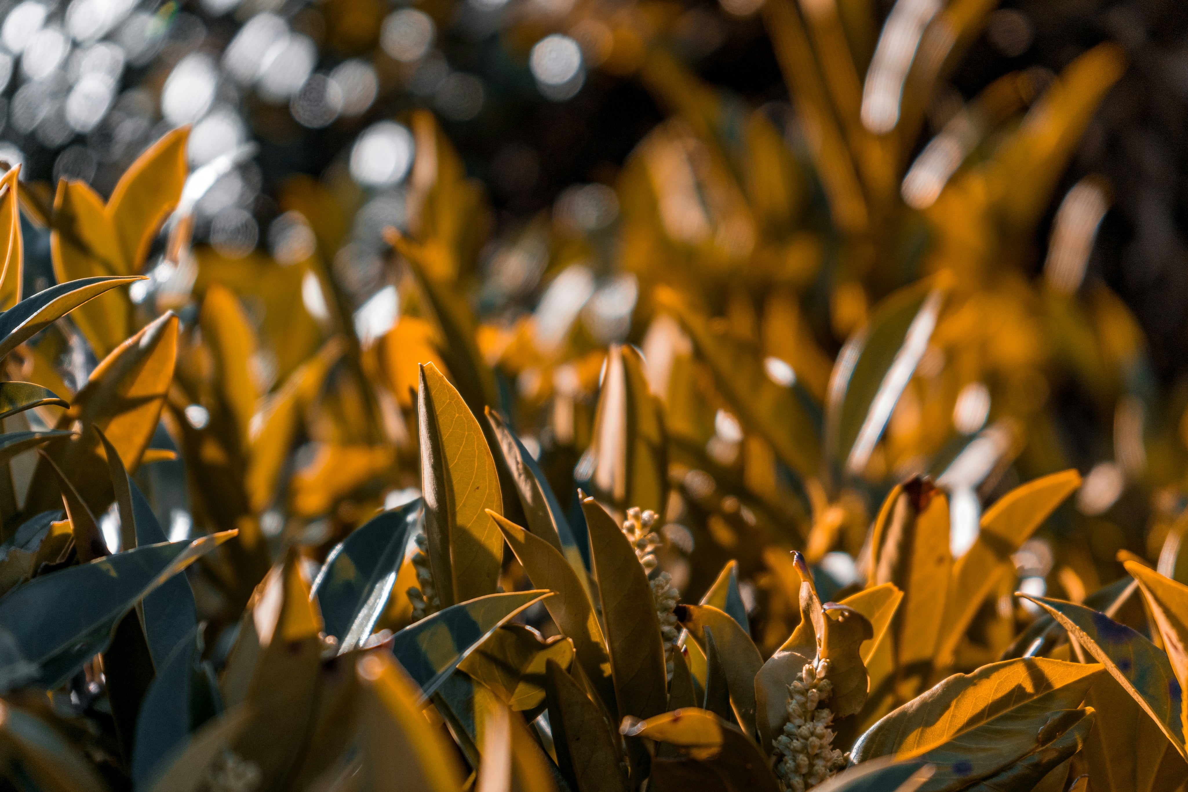 Laminaria Saccharina Extract (Brown seaweed)