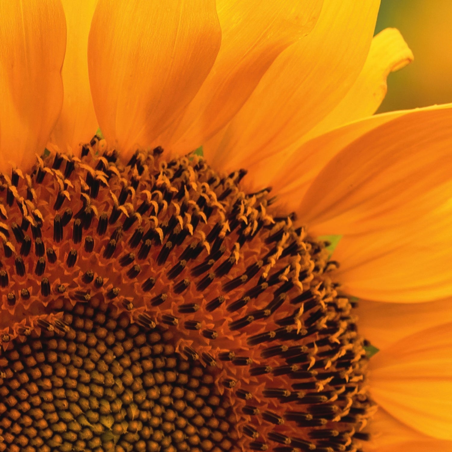 Everist_Website_PDP_Images_KeyIngredients_Sunflower_Oil_f6fa371f-7cda-49b9-8bb8-2383033aac27.jpg