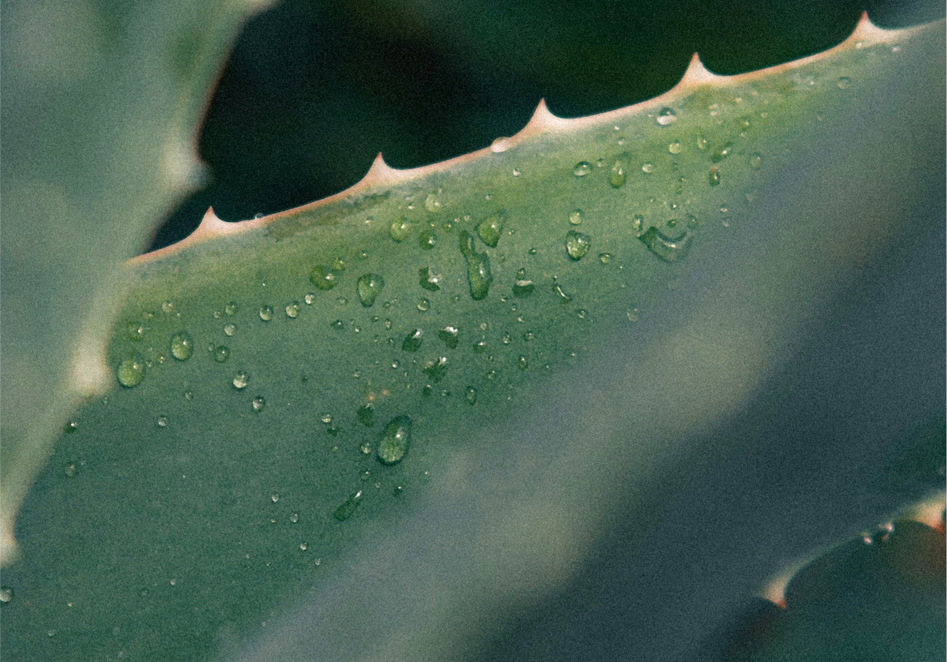Everist_Website_PDP_Ingredients_AloeVera_1.jpg