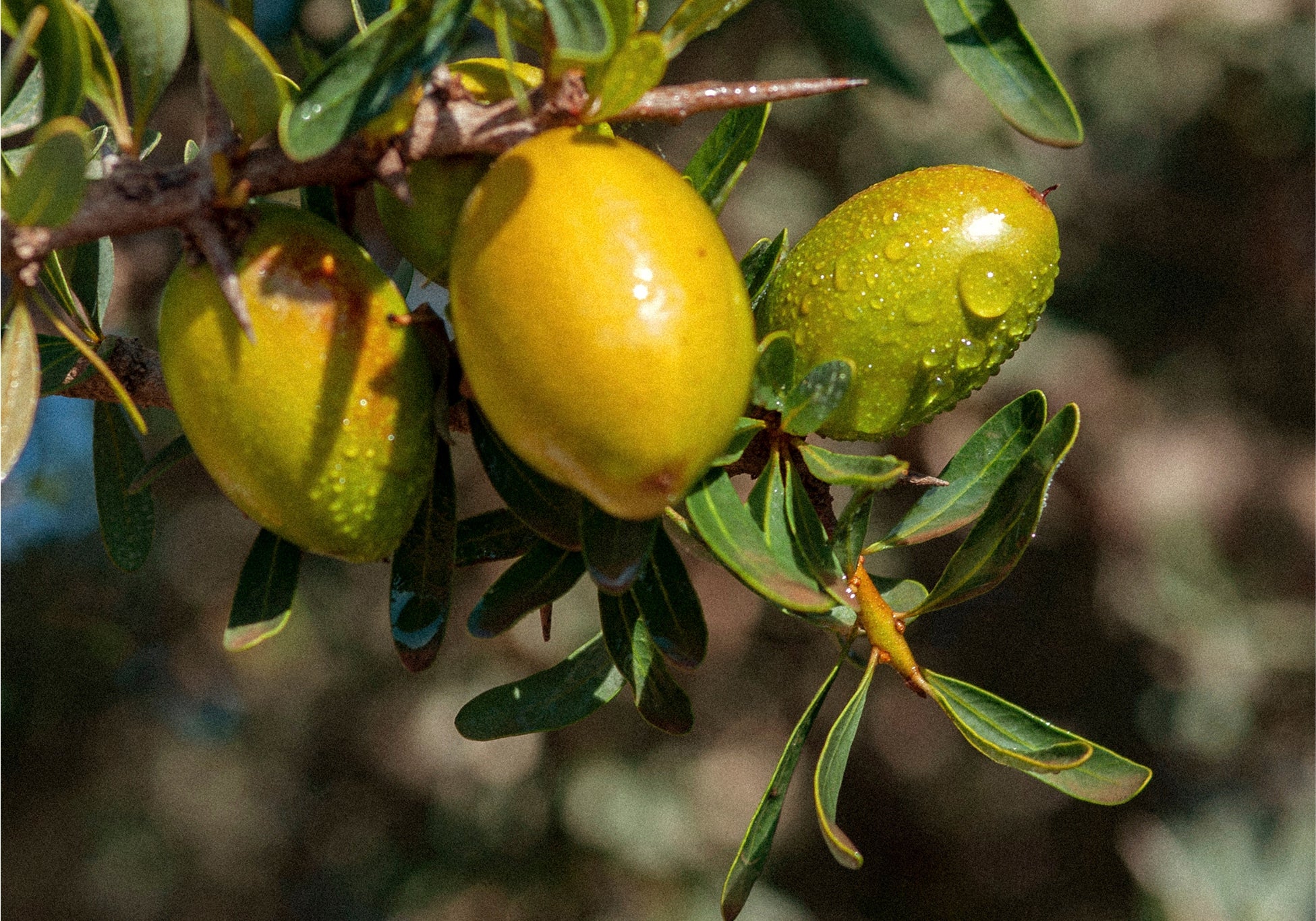Everist_Website_PDP_Ingredients_ArganOil_2.jpg