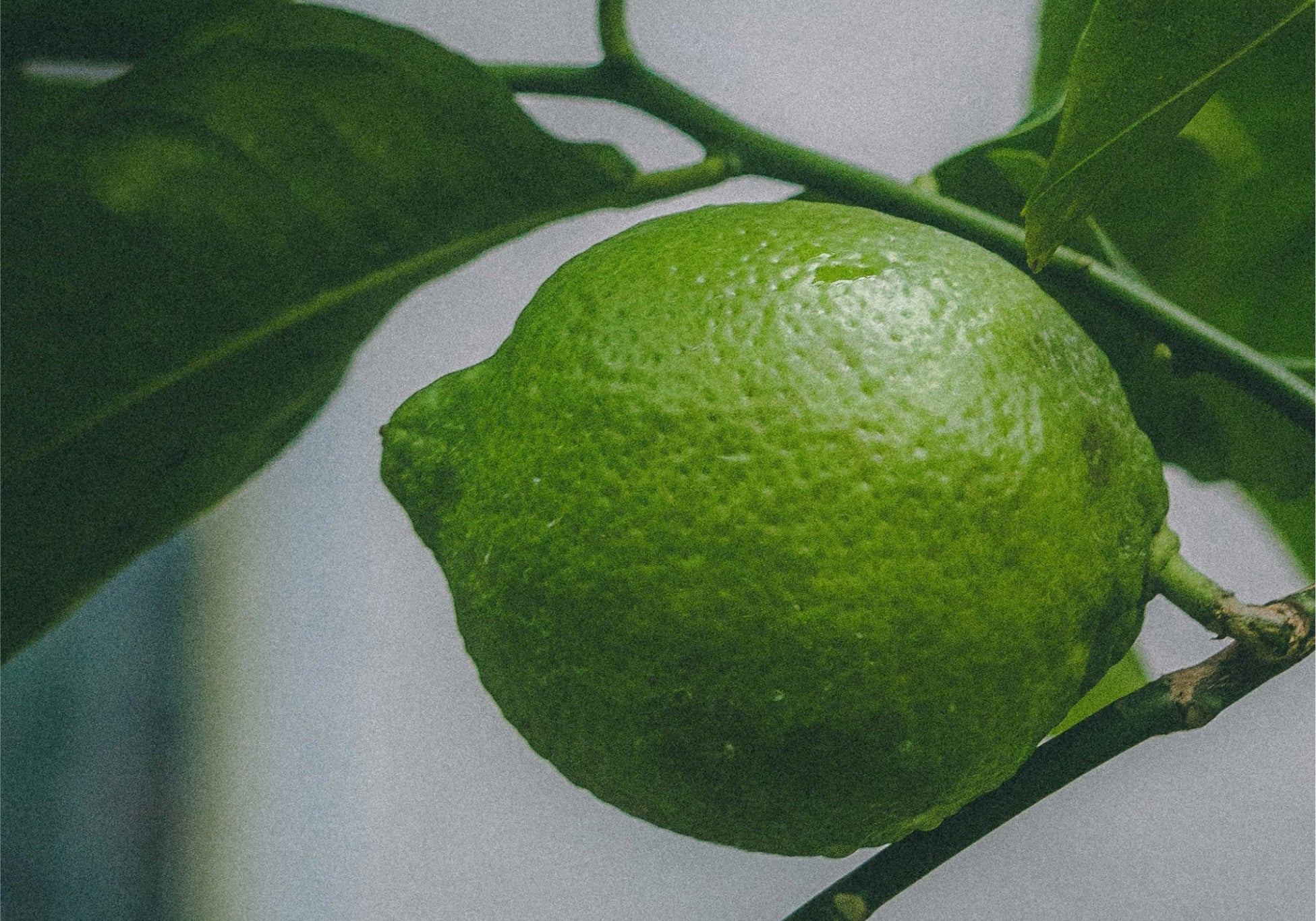 Everist_Website_PDP_Ingredients_BergamotOil_1.jpg