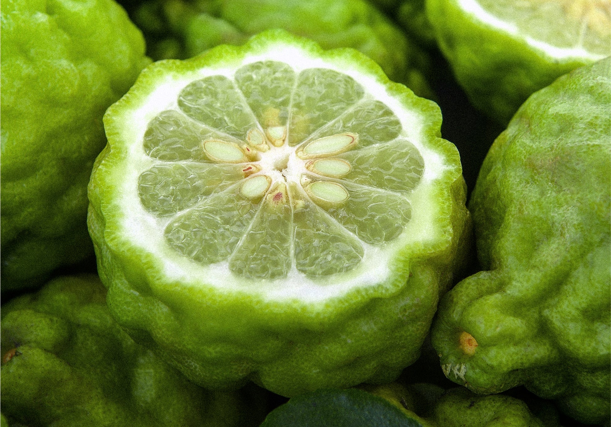 Everist_Website_PDP_Ingredients_BergamotOil_2.jpg
