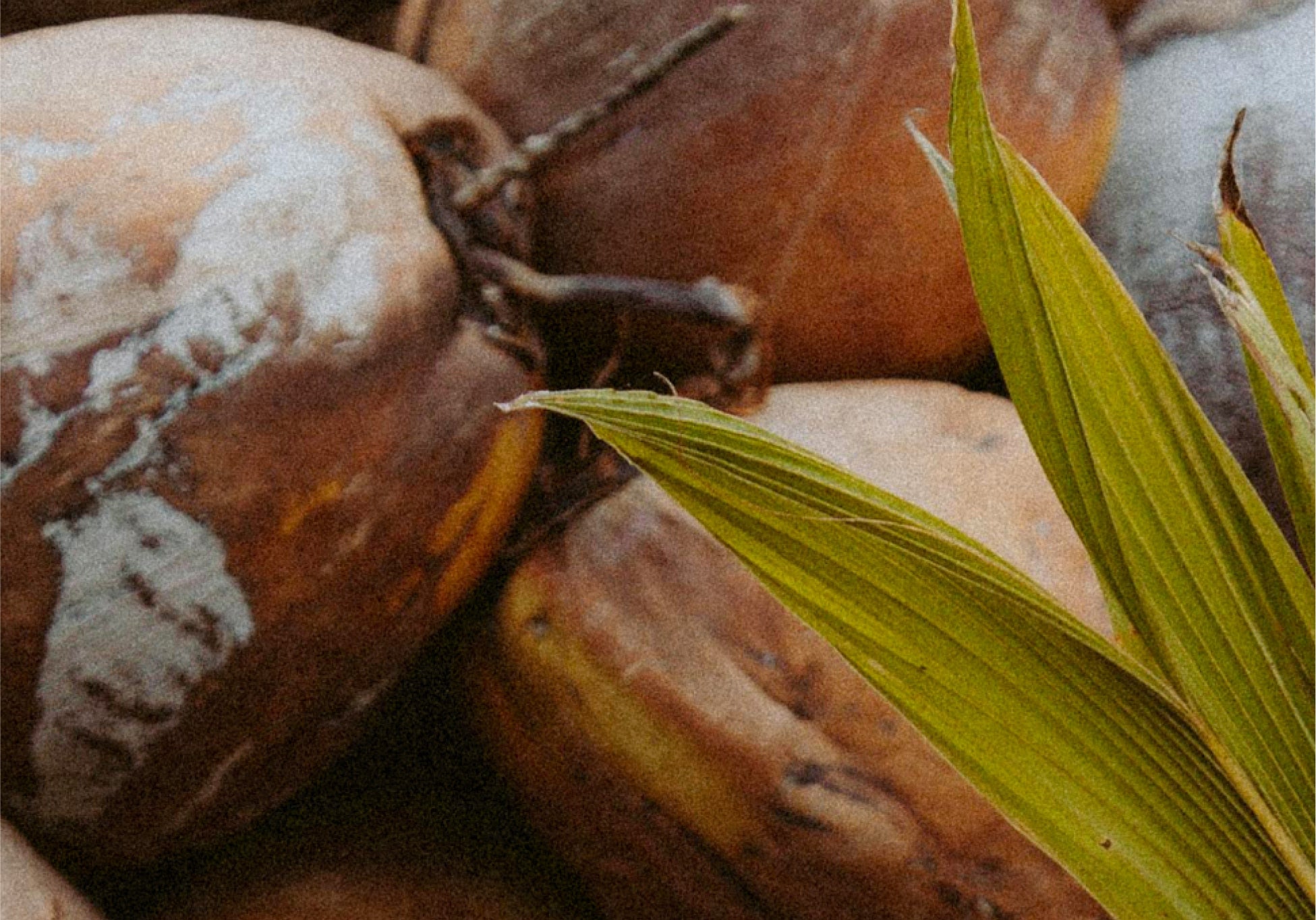 Everist_Website_PDP_Ingredients_CoconutCleansers_1.jpg