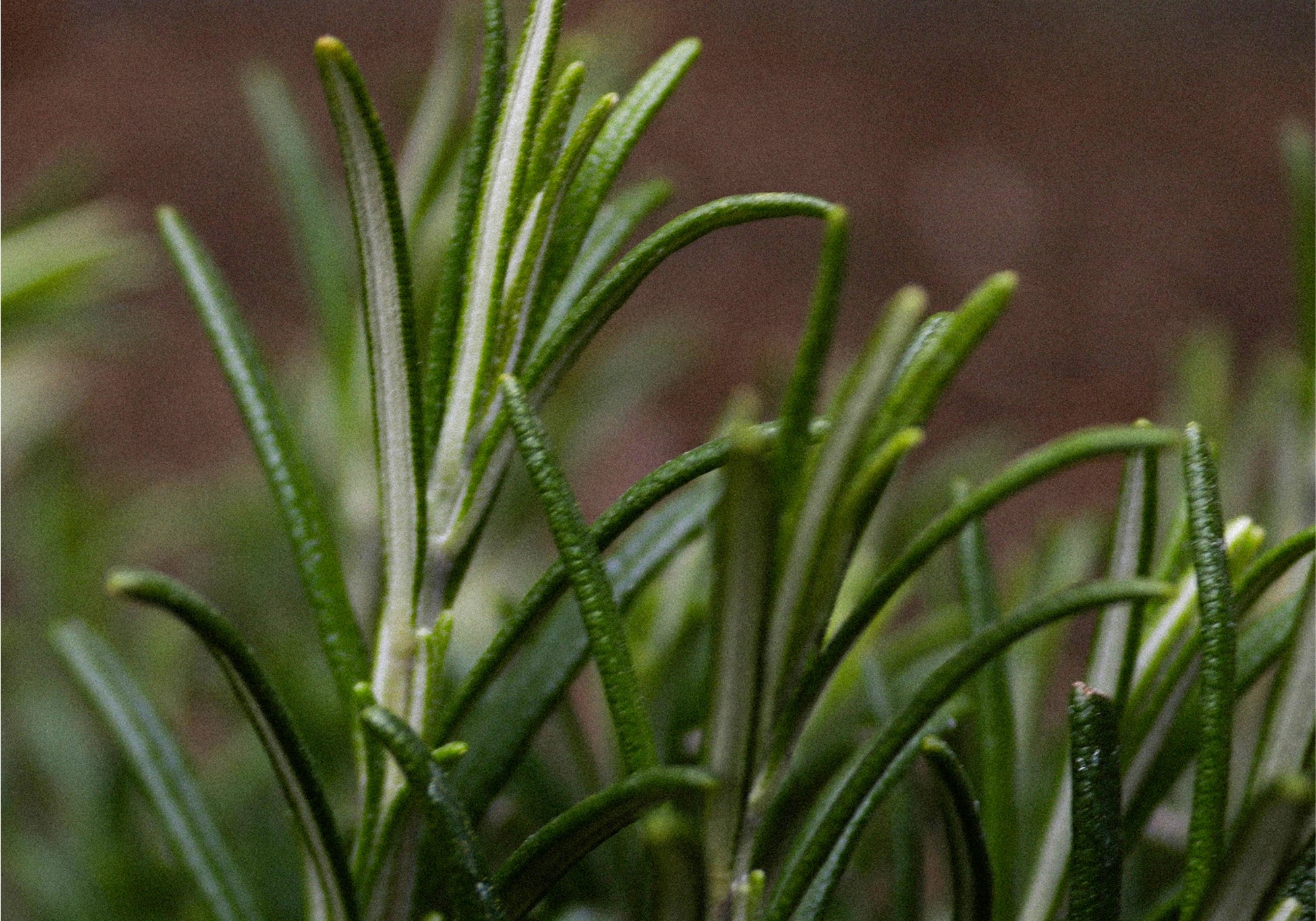 Everist_Website_PDP_Ingredients_RosemaryOil_1.jpg