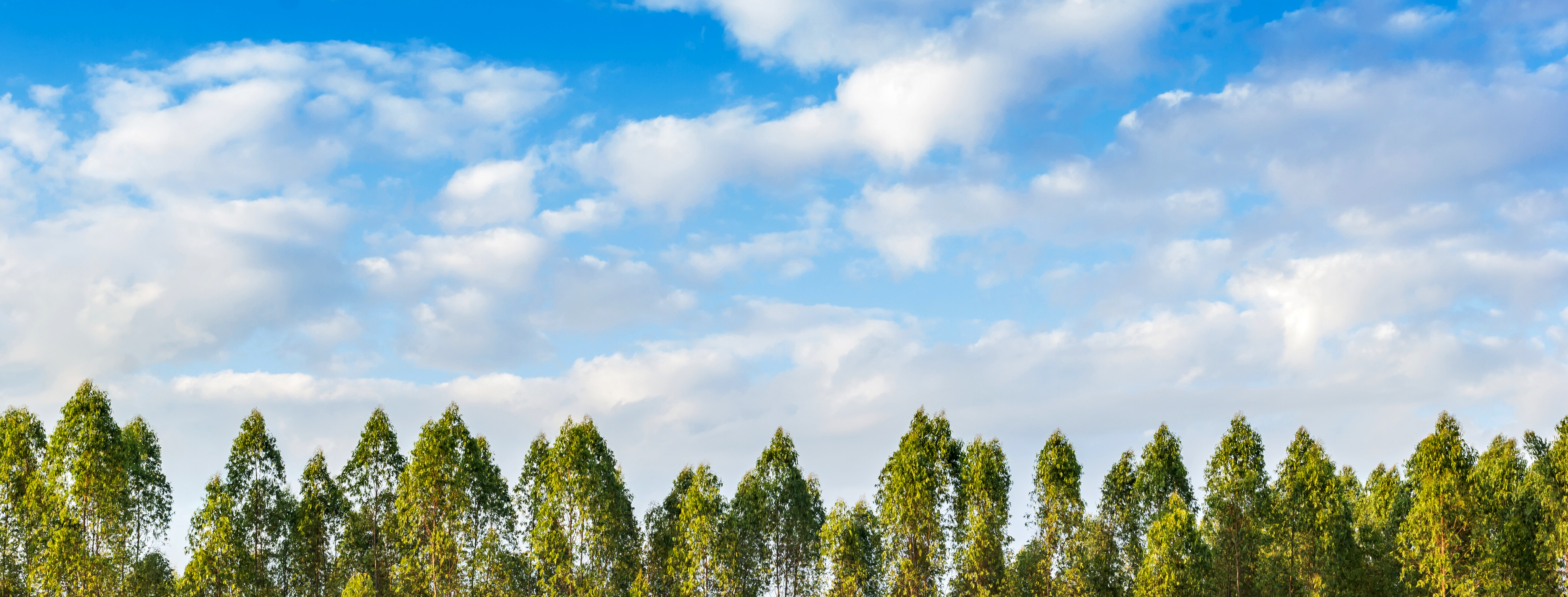 Green trees lined up against a blue sky with white clouds