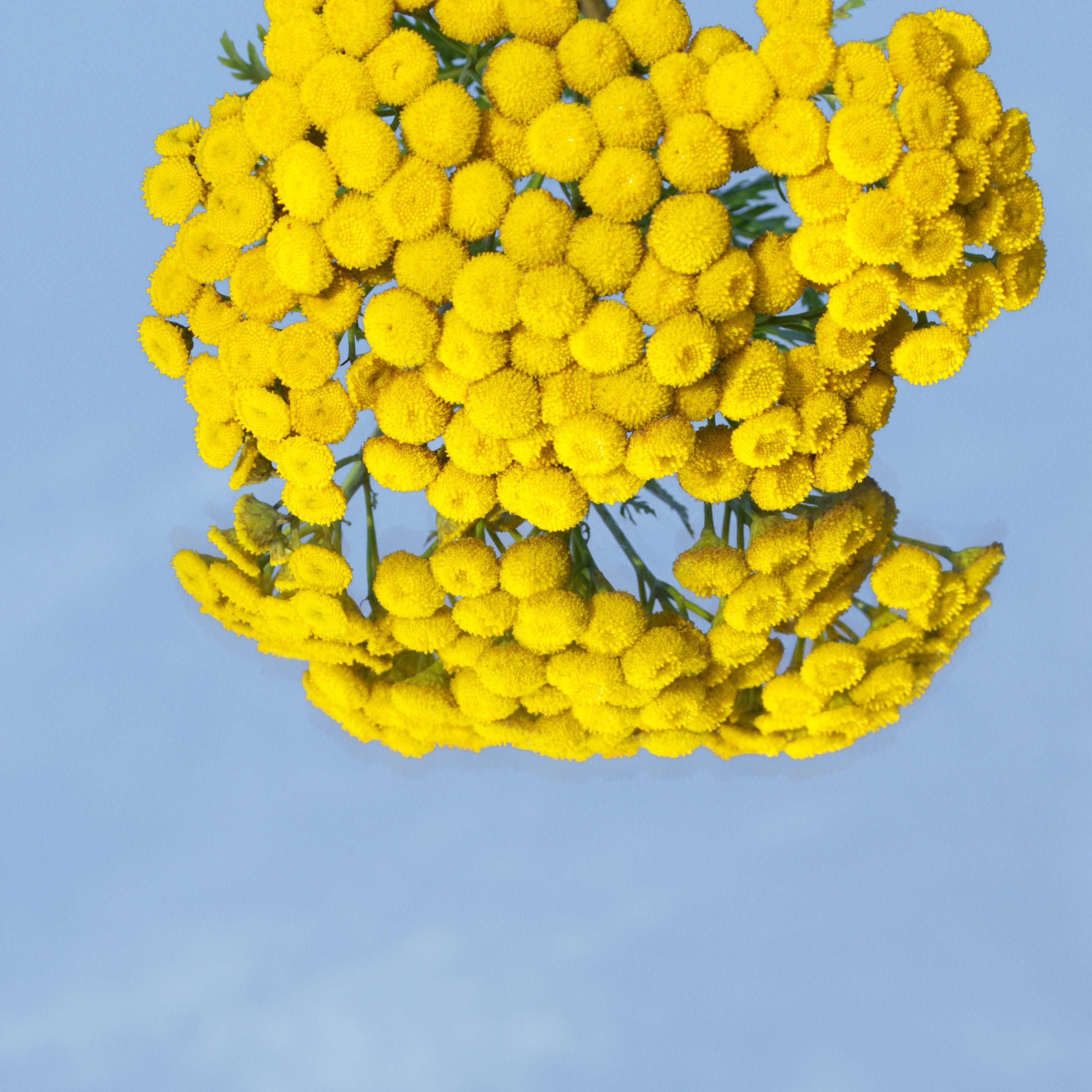 Yellow flowers among a blue sky 