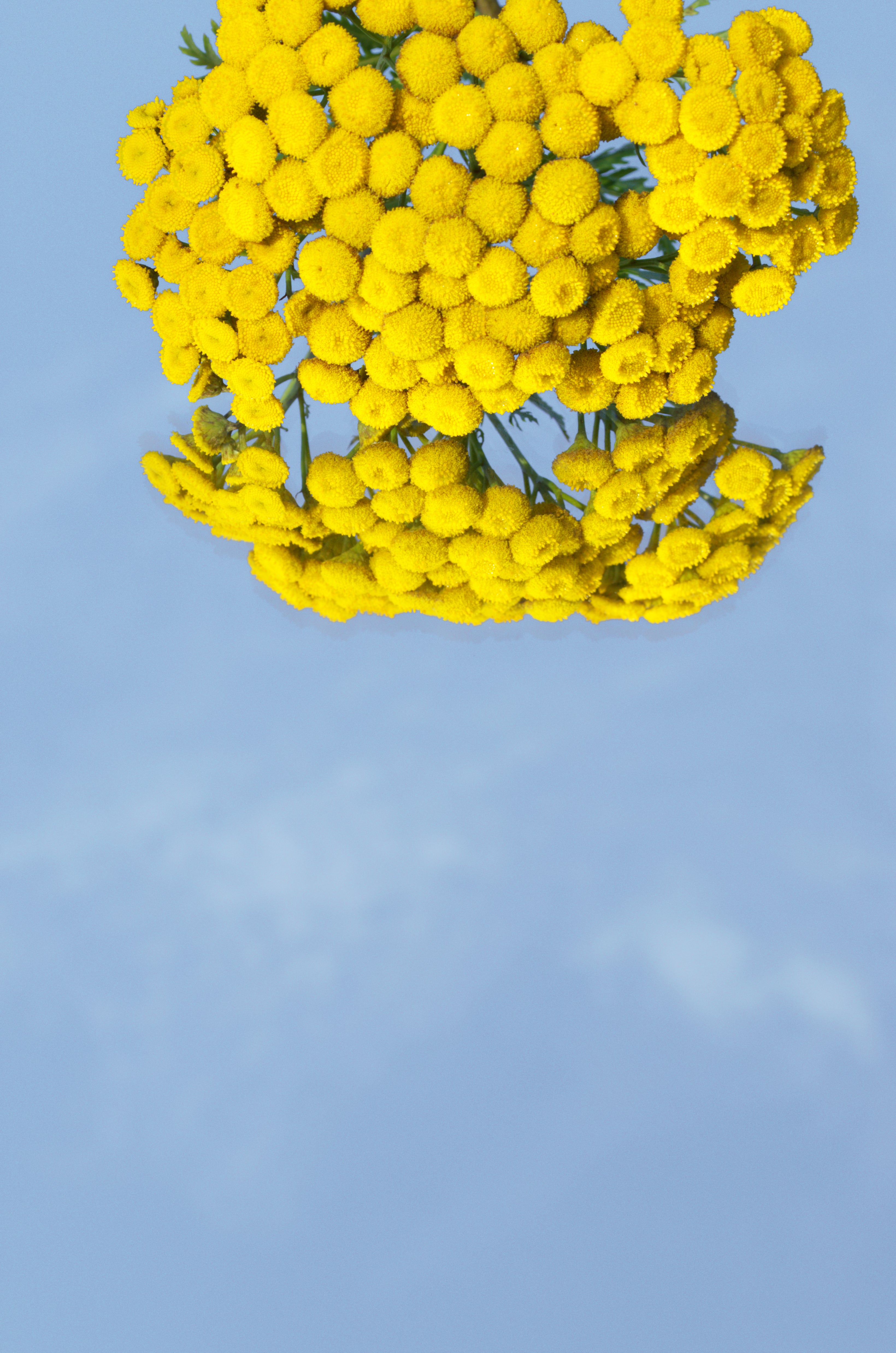 Yellow flowers among a blue sky 